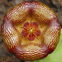 Stapelia engleriana
