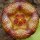 Stapelia engleriana