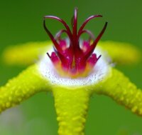 Stapelia flavopurpurea Farm Aar, bei Aus, SW-Afrika