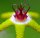 Stapelia flavopurpurea Farm Aar, bei Aus, SW-Afrika