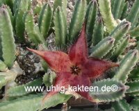 Stapelia grandiflora-Hybr. Miniflora
