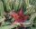 Stapelia grandiflora-Hybr. Miniflora