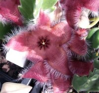 Stapelia grandiflora cv. compacta