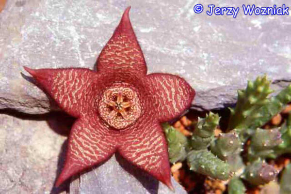 Stapelia lepida