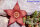 Stapelia lepida