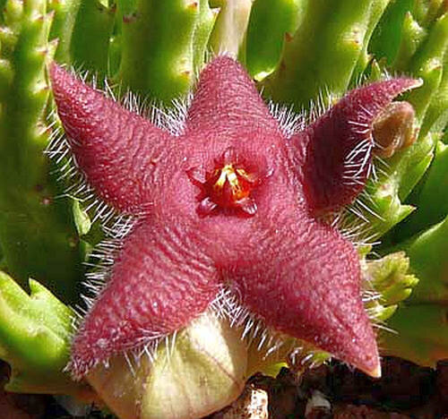 Stapelia scitula