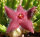 Stapelia scitula