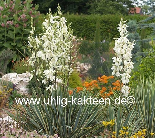 Yucca filamentosa cv. Bright Edge (dw)