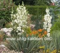 Yucca filamentosa cv. Bright Edge (dw)