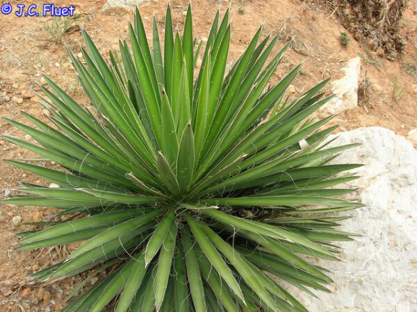 Yucca filifera