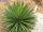 Yucca filifera