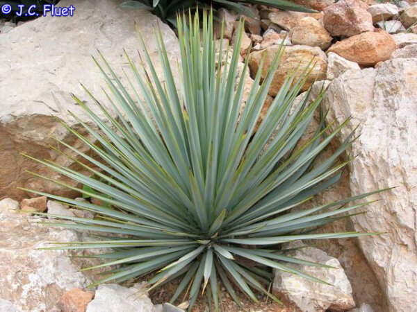 Yucca rigida Stamm 20-30 cm (dw)