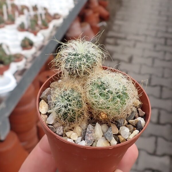 Sulcorebutia tarabucoensis ssp. patriciae WK 1087
