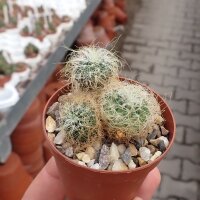 Sulcorebutia tarabucoensis ssp. patriciae WK 1087