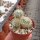 Sulcorebutia tarabucoensis ssp. patriciae WK 1087