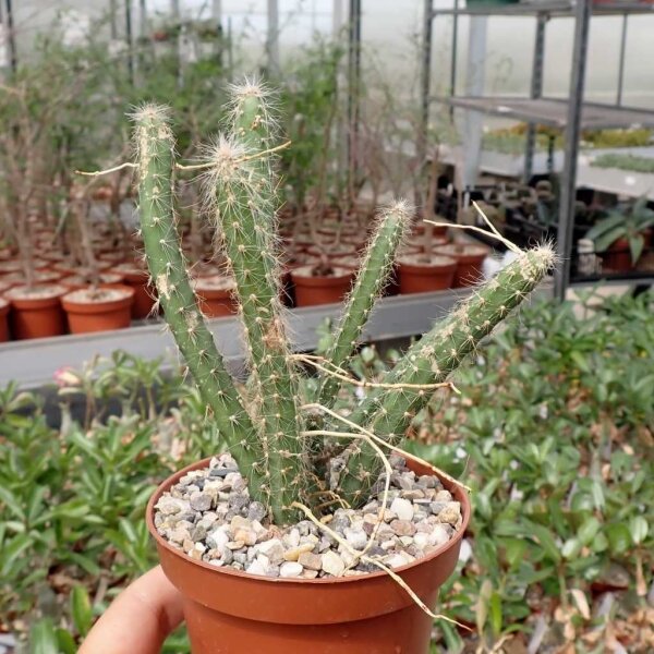 Selenicereus hondurensis Honduras und Nicaragua aus tiefen Lagen, ex. w. Niemeier