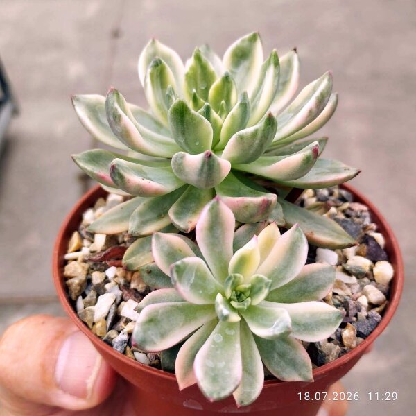 Echeveria cv. Mebina variegata