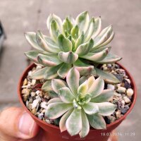 Echeveria cv. Mebina variegata