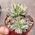 Echeveria cv. Mebina variegata