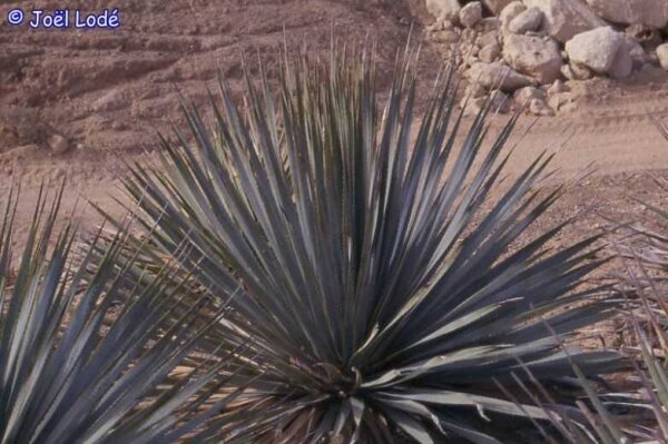Dasylirion serratifolium
