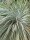 Dasylirion serratifolium