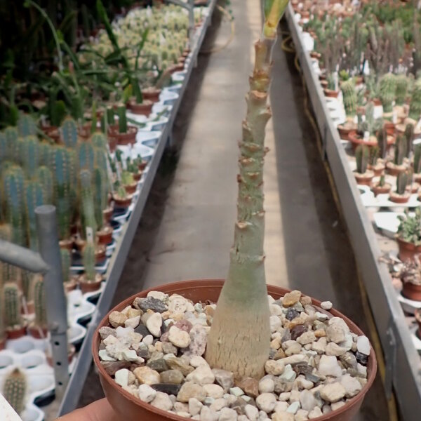 Adenium boehmianum