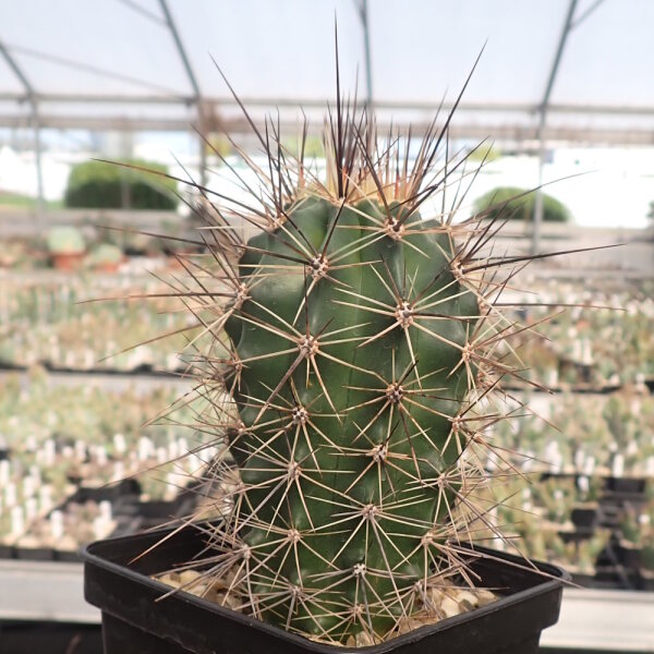 Echinocereus coccineus ssp. rosei (dw)