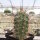 Echinocereus coccineus ssp. rosei (dw)
