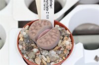 Lithops dinteri ssp. multipunctata C 181 TL