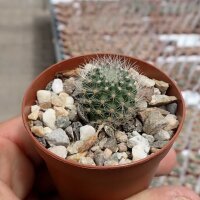 Rebutia kieslingii Lode 2146