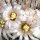 Mammillaria perezdelarosae ssp. andersoniana