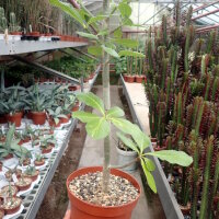 Euphorbia scheffleri R:12485