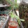 Euphorbia scheffleri R:12485