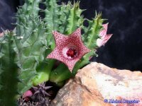 Huernia loesneriana