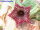 Huernia loesneriana