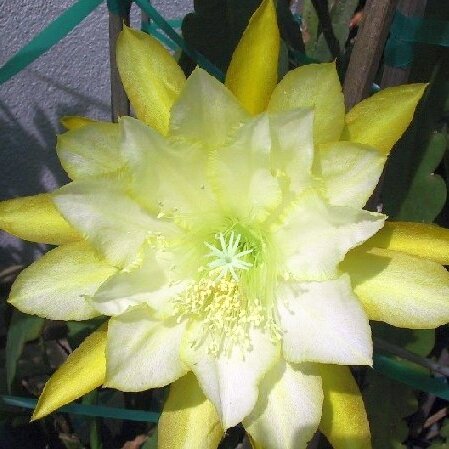 Epiphyllum-Hybr. Gold Medal Bl&uuml;te gelb / yellow