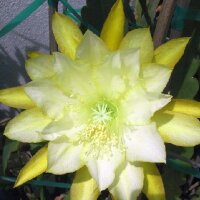 Epiphyllum-Hybr. Gold Medal Bl&uuml;te gelb / yellow