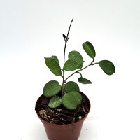 Hoya cv. Mathilde