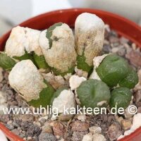 Conophytum ectypum