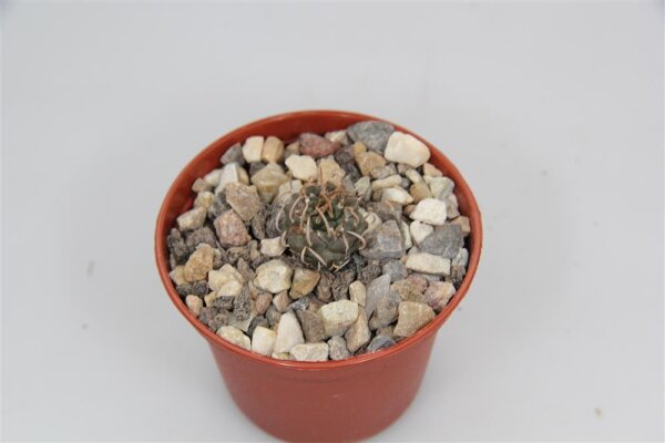 Turbinicarpus schmiedickeanus v. rubriflorus VM 805  CITES, not outside EU