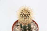 Neoporteria chilensis v. albidiflora WK 743  gepfr.