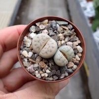 Lithops karasmontana ssp. karasmontana v. mickbergensis C...