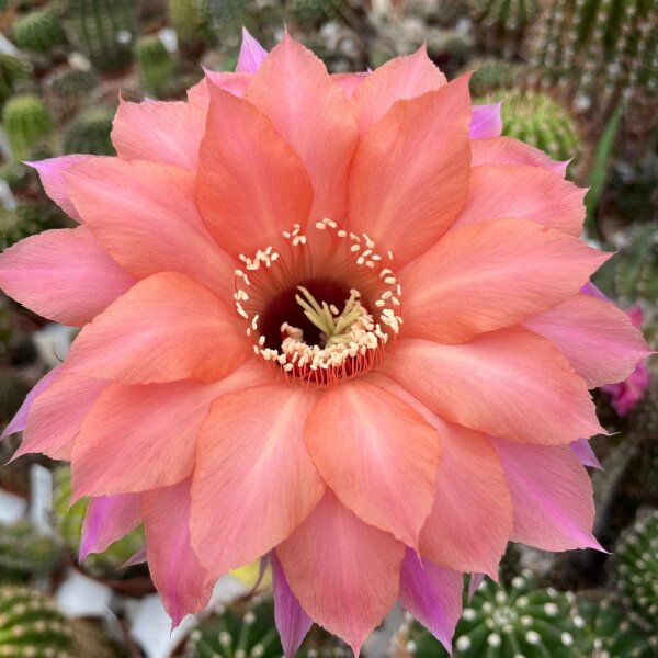 Echinopsis-Hybr. Cassandra Schick Hybride
