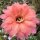 Echinopsis-Hybr. Cassandra Schick Hybride