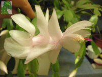 Schlumbergera-Hybr. Victoria