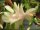 Schlumbergera-Hybr. Victoria
