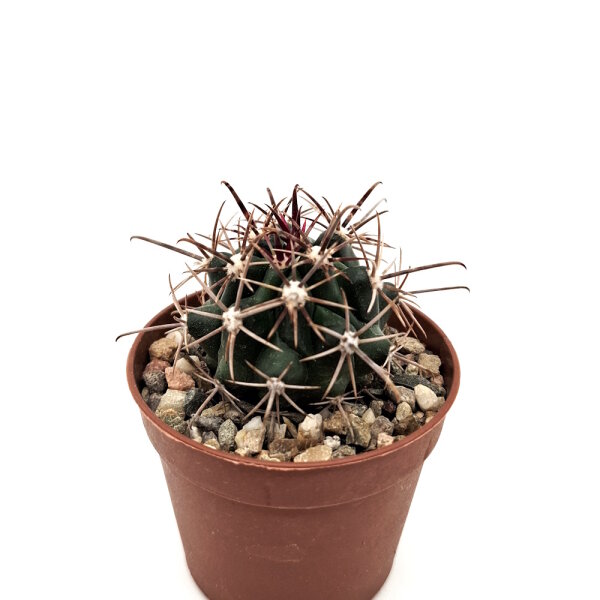 Ferocactus fordii ssp. borealis El Rosario de Arriba, Baja California, Mexico