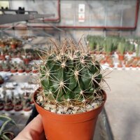 Ferocactus fordii ssp. borealis El Rosario de Arriba, Baja California, Mexico