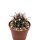 Ferocactus fordii ssp. borealis El Rosario de Arriba, Baja California, Mexico