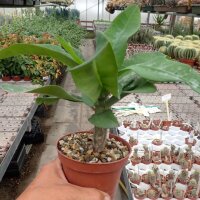 Euphorbia milii Grandiflora-Thai-Hybr. Sab O Raan